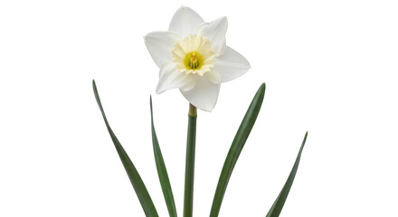 Isolated daffodil flower, also called narcissus, beautiful blossom with green leaves on the stem