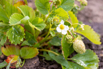 green strawberries in dry summer weather, growing strawberries before the berries ripen in the hot summer season, strawberries need watering with water