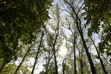 green foliage on deciduous trees in the park in the autumn season at the beginning of the fall, deciduous trees with colorful foliage , sunny warm weather