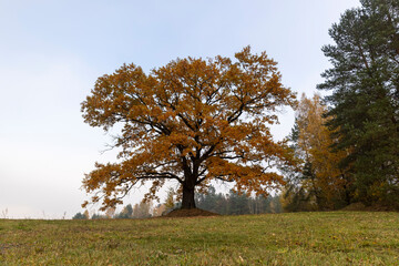 Obraz premium beautiful yellow and orange foliage of an oak growing in the field during the autumn season, cloudy weather in mid-autumn before leaf fall
