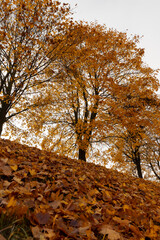 maple trees on the hill from which leaves fall to the ground, maple-covered hill in the autumn season, cloudy weather with gray sky