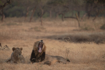 lion cub in the savannah