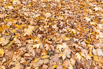 the old maple leaves that have long since fallen to the ground which have turned rusty orange, the grass and the ground strewn with maple leaves in the park
