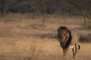 lion in the Serengeti