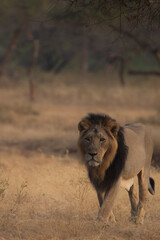 Naklejka premium lion in the savannah