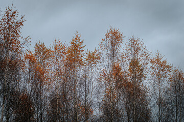 Against a gloomy, gray autumn sky, a row of slender birch trees with sparse orange and yellow leaves stands tall, their tops illuminated by late-season colors.