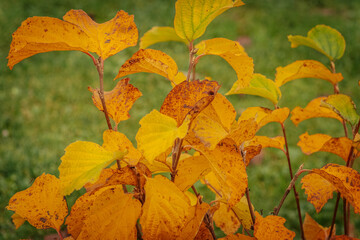 A close-up of a bush with yellow and orange autumn leaves, some with brown spots. The bright foliage stands out against a blurred grassy background.