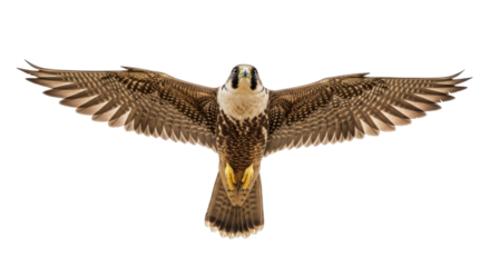 Isolated peregrine falcon with spread wings ready for flight, beautiful plumage detail