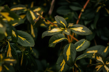 Dense foliage formation of a variegated evergreen shrub with dark green leaves and bright yellow central patterns. Some reddish stems visible.