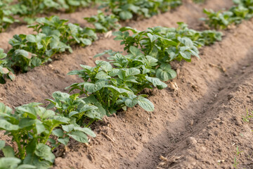 potatoes growing in an agricultural field, dry summer weather with dry soil, the need for care and watering of green potatoes