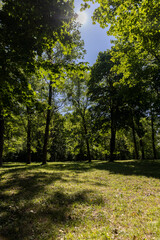 Obraz premium deciduous green trees in a city park with lots of shadows on the green low grass on a sunny bright summer day, beautiful trees with green foliage are illuminated from behind by bright sunlight