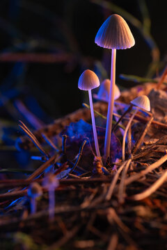 A toadstool mushroom on a thin stem, nestled in the moss of an autumn forest. The mystical illumination of the swamp, the cool background, and the warm glow of the mushrooms.