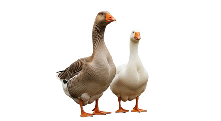 Isolated pair of geese, the gray one in the foreground and a white one behind it stands tall © Sergiu