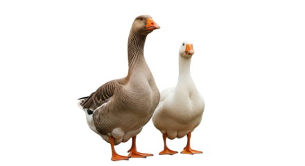Isolated pair of geese, the gray one in the foreground and a white one behind it stands tall