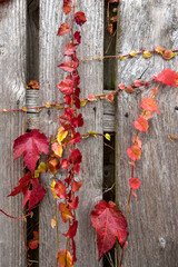 Zaun mit Herbstlaub
