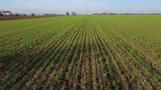 Pianura Padana, campi di grano appena nato, strade di campagna, passegiate, cascinali, gelsi dal drone - San Giuliano Vecchio -  Alessandria - Piemonte - Italia