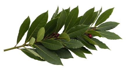 Isolated branch of bay laurel with green leaves and red berries, plant and tree foliage