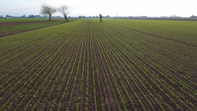 Pianura Padana, campi di grano appena nato, strade di campagna, passegiate, cascinali, gelsi dal drone - San Giuliano Vecchio -  Alessandria - Piemonte - Italia