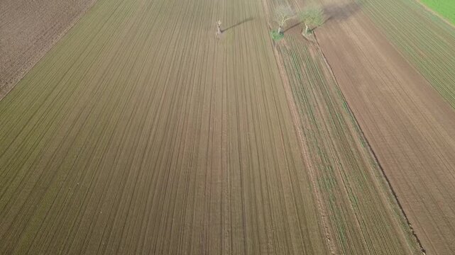 Pianura Padana, campi di grano appena nato, strade di campagna, passegiate, cascinali, gelsi dal drone - San Giuliano Vecchio -  Alessandria - Piemonte - Italia