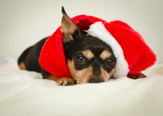 Close-up of small dog wearing Santa hat, festive pet portrait