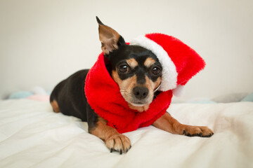 Cute dog in Santa hat lying on bed, cozy Christmas portrait