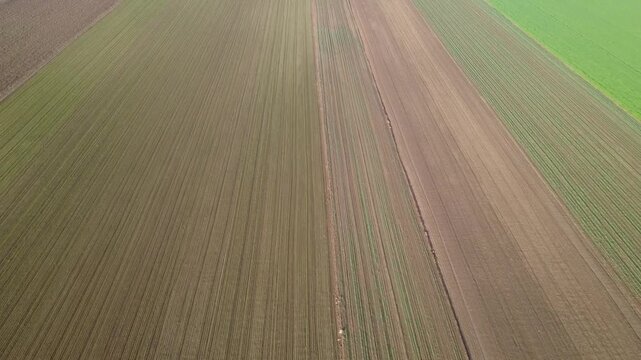 Pianura Padana, campi di grano appena nato, strade di campagna, passegiate, cascinali, gelsi dal drone - San Giuliano Vecchio -  Alessandria - Piemonte - Italia