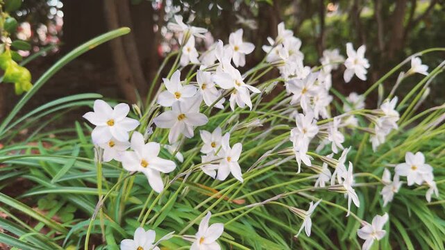 Spring Satar Springstar Images – Browse 2,499 Stock Photos, Vectors, and Video ...