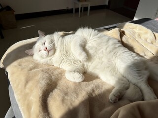 A fluffy white cat is luxuriously stretched out and fast asleep on a soft, beige blanket, basking in a patch of warm sunlight in a peaceful indoor setting.