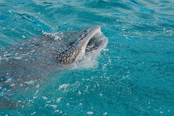 Obraz premium Whale shark - Bohol Island - Philippines