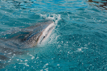 Naklejka premium Whale shark - Bohol Island - Philippines
