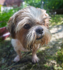 shih tzu dog stands on the road in a park in summer