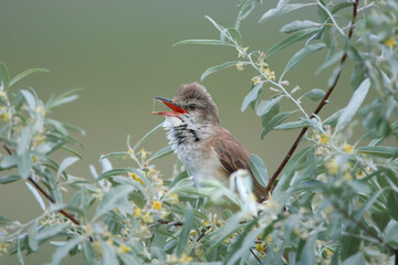 A close-up shot of a great reed warbler (Acrocephalus arundinaceus) perched on a bush of narrow-leaved oleaster and singing