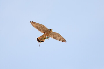 A female common kestrel (Falco tinnunculus) is photographed in flight against a blue sky, holding a large green lizard in her paws.