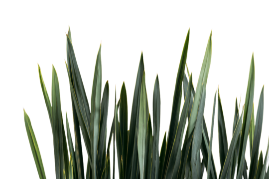 a close up of a plant with green leaves