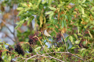 A female Eurasian blackcap (Sylvia atricapilla) photographed on a dense black elderberry bush