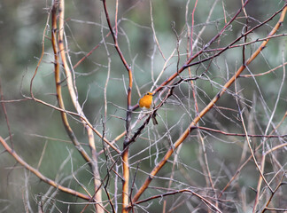 An adult European robin (Erithacus rubecula) in autumn plumage photographed in the branches of a dead tree