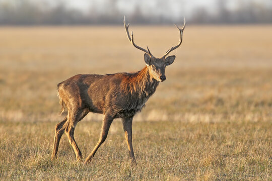 A close-up shot of an emaciated red deer (Cervus elaphus) standing in autumn grass