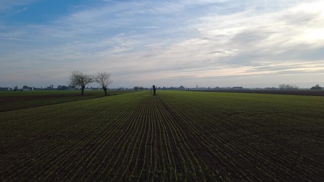 Pianura Padana, campi di grano appena nato, strade di campagna, passegiate, cascinali, gelsi dal drone - San Giuliano Vecchio -  Alessandria - Piemonte - Italia