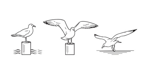 seagull flying in the sky