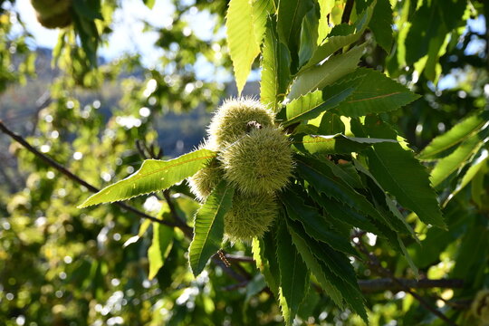 Chestnut forest, chestnuts burrs are about to hatch and drop their chestnuts for the autumn harvest.