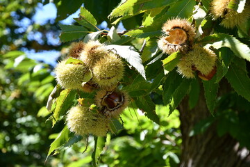 Chestnuts in their husks hanging from chestnut tree branches are about to fall just before harvest in autumn. Chestnut forest in the Tuscan mountains. Italy.