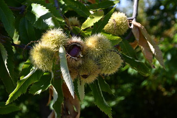 Chestnuts in their husks hanging from chestnut tree branches are about to fall just before harvest in autumn. Chestnut forest in the Tuscan mountains. Italy.