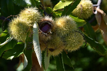 Chestnuts in their husks hanging from chestnut tree branches are about to fall just before harvest in autumn. Chestnut forest in the Tuscan mountains. Italy.