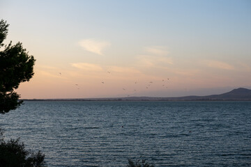 Tranquil sea at sunset with soft pastel sky and flock of birds in flight, peaceful coastal evening landscape
