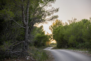 Curving forest road at sunset, framed by lush green pines, quiet nature pathway with soft evening light