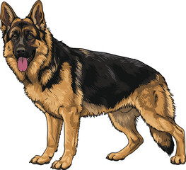 German Shepherd dog illustration, black tan coat, standing pose, open mouth, tongue out, upright ears, relaxed tail, breed reference, pet animal