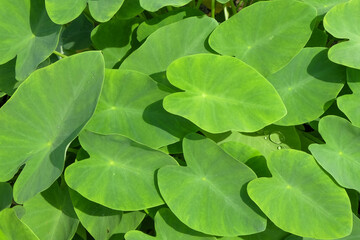 Green pattern and texture background of a bunch of taro leaves. Agricultural industry concept. For graphic design, banners and 3D rendering