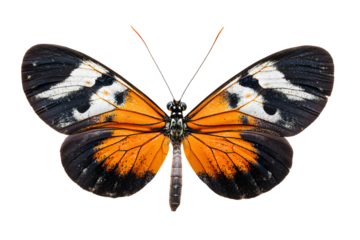 a butterfly with orange and black wings on a white background