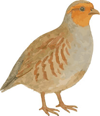 Vector watercolor illustration of a perdix