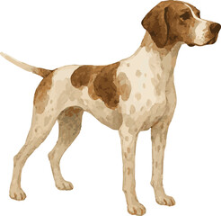 Vector watercolor adorable illustration of a pointer dog standing